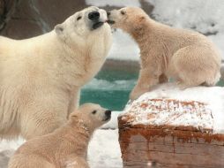 El Oso polar es el principal ícono de los efectos del cambio climático. AP / ARCHIVO