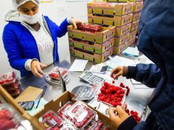 Piden que en los sectores públicos y privados se generen y garanticen trabajos dignos y decentes. EL INFORMADOR / ARCHIVO