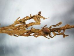 La evidencia amplía el conocimiento sobre cómo las antiguas culturas eurasiáticas utilizaban la planta en rituales. ESPECIAL / H. Jiang