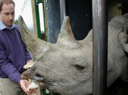 El príncipe Guillermo ha estado activo en los últimos años para tratar de proteger la vida silvestre del país. AP / ARCHIVO