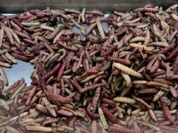 El Chinicuil puede generar más energía al cuerpo humano que alimentos tradicionales como el frijol, el trigo y el maíz. NTX / ARCHIVO