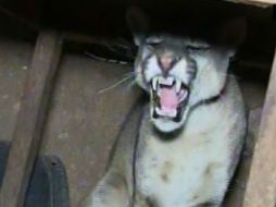 El felino pudo haber huido de los incendios forestales que por esta época afectan parte de los Andes. YOUTUBE / AYACUCHONOTICIAS