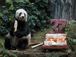 En julio de 2015, Jia Jia fue obsequiada con un pastel de cumpleaños de helado y zumo de frutas coronado con el número 37. AFP / ARCHIVO