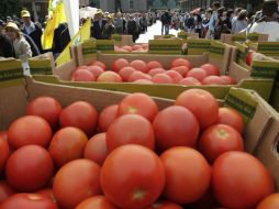 Señalan que enfriar los tomates a menos de 12 grados C puede frenar la creación de sustancias que le aportan sabor. EFE / ARCHIVO