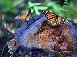 La Reserva de la Biosfera de la Mariposa Monarca reúne las condiciones necesarias para que año con año lleguen a este lugar. NTX / ARCHIVO