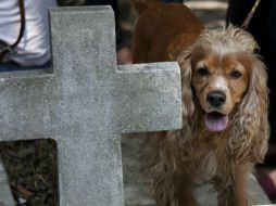 Del total de los funerales, alrededor del 90 por ciento se trata de perros. AP / ARCHIVO
