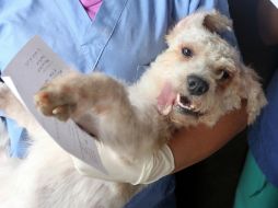 Existen varias enfermedades, principalmente en perros que se pueden detectar desde la primera visita con el médico. EL INFORMADOR / ARCHIVO