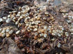 La infección causada por una mordedura de garrapata que puede ser de alto riesgo tanto para animales de compañía como para sus dueños. NTX / ARCHIVO