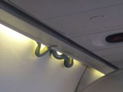 Aeroméxico informó este lunes del hallazgo de una pequeña serpiente a bordo de su vuelo AM 231. TWITTER / @Inda_medina