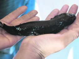 La especie tiene grandes usos por las poblaciones ribereñas de las zonas lacustres en aplicaciones medicinales y alimenticias. AFP / ARCHIVO