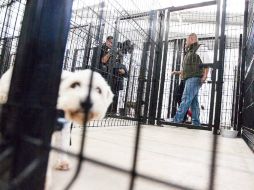 La Unidad de Protección Animal ha dado a 93 animales en adopción, la mayoría provenientes del ''Baratillo''. EL INFORMADOR / P. Pérez