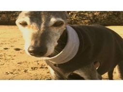 'Walwut' falleció esta mañana a las 11:56 am, así lo confirmó Marcos Woods, dueño del perro. YOUTUBE / World News Today