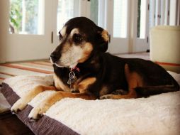 Recogí a mi Lupe en las calles de la Ciudad de México hace casi 16 años, escribe en la publicación. INSTAGRAM / salmahayek