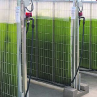 Biorrefinería produce combustible a base de algas y agua residual