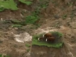 El video, tomado desde un helicóptero, muestra a dos vacas adultas y una ternera atrapadas en el pedazo de tierra. YOUTUBE / Associated Press
