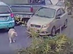 En el video puede verse al perro caminando en medio de una calle cuando un coche aparece. FACEBOOK / Mundo Patitas