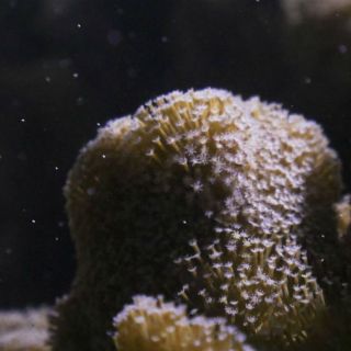 Fertilidad de corales en la Gran Barrera, afectada por blanqueo