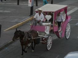 En los operativos se supervisa que los equinos tengan bien los herrajes, buena alimentación y no se padezcan enfermedades. EL INFORMADOR / R. Tamayo