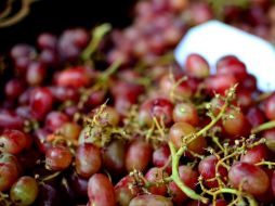 Se busca concientizar de que las moscas de la fruta  no son insectos desagradables. EL INFORMADOR / ARCHIVO