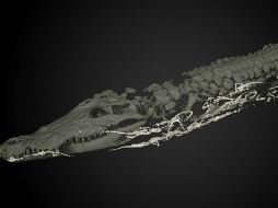 El cocodrilo tiene más de dos mil 500 años y ya había sometido a decenas de pruebas anteriores. EFE /