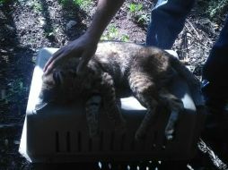 El animal fue localizado en una finca de Legalidad y Montes Urales, sedado y enviado a veterinarios de la dependencia. ESPECIAL / Protección Civil Guadalajara