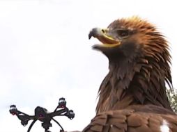 Los rapaces son 'capaces de detectar los drones a varios miles de metros y de neutralizarlos', dijo Jean-Christophe.. YOUTUBE / Eduardo Siles