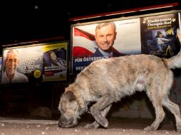 Un perro camina cerca de dos carteles que promocionan a Alexander Van der Bellen y Nobert Hofer. AFP / J. Klamar