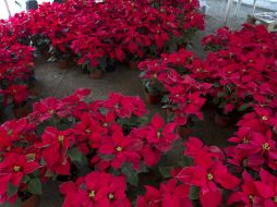 Es por excelencia uno de símbolos más importantes de la Navidad. NTX / ARCHIVO