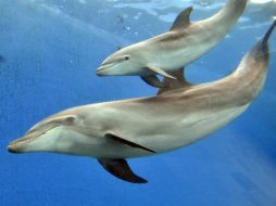 El descubrimiento de una gran concentración de mercurio en los delfines hace temer por la salud de estas poblaciones. AFP / ARCHIVO