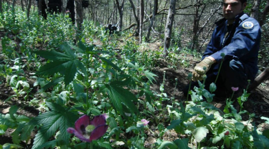 En el trabajo de vigilancia se encuentra un sembradío de amapola con un total de 19 mil plantas. NTX / ARCHIVO