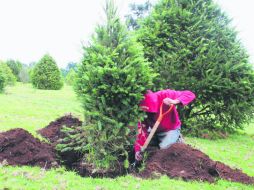 A través de la renta de los árboles se busca preservar ecosistemas, frenar la tala y combatir la generación de desechos. ESPECIAL /