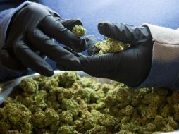 La producción de mariguana no será punible cuando se haga en los términos y condiciones de la autorización que emita el Ejecutivo. AFP / L. Hagberg