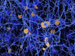 ESPECIAL / www.deutsche-apotheker-zeitung.de