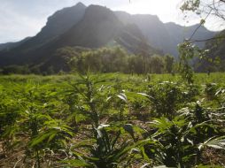 En total se destruyeron 18 toneladas 412.9 kilogramos de mariguana. EL INFORMADOR / ARCHIVO