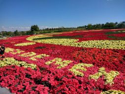 El tapete está conformado con 13 variedades de Nochebuena, entre ellas 'hot pink', 'prestige red', 'orange spice', entre otras. NTX /