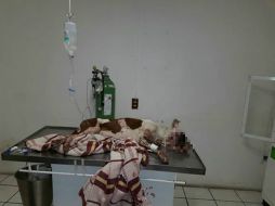 La pitbull sufrió graves heridas por la explosión de un cohetón en un ojo. FACEBOOK / Croquetón GDL