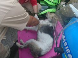 El viernes bomberos de Zapopan atendieron a nueve cachorros que fueron envenenados en el fraccionamiento Altagracia. ESPECIAL /