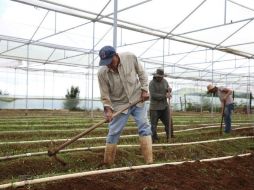 Jalisco diversificó su exportación, algo positivo ante la incertidumbre del cambio de Gobierno en Estados Unidos. EL INFORMADOR / ARCHIVO