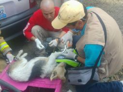 La dueña de los perritos ya interpuso una denuncia ante la Fiscalía para dar con los responsables. ESPECIAL /