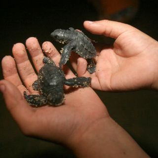 Protegen cinco mil 700 nidos de tortugas en costas de Jalisco