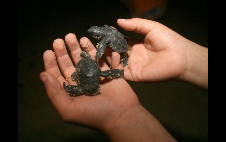 El balance de este año es bueno, pero no superó al del 2015 porque no llegaron tantas tortugas como esperaban los especialistas. EL INFORMADOR / ARCHIVO