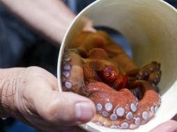 Los científicos distinguen que con su contenido se podría contribuir a entender el mecanismo de dicha afección. NTX / ARCHIVO