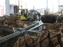 Lejos de ver como una desventaja el clima económico que se pronostica par 2017, será una oportunidad para los tequileros jaliscienses. EL INFORMADOR / ARCHIVO