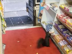 Dueños de la tienda refieren que no han podido atraparlas porque son bastante rápidas, aún con las barras de chocolate en la boca. YOUTUBE / StopThatSquirrel DropThatBar