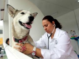 El ISSSTE recomienda a dueños llevar a sus canes a consultas veterinarias, al menos una vez al año. EL INFORMADOR / ARCHIVO