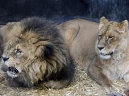 Curanderos tradicionales de la región están preparados para pagar lo más que puedan por estos animales. AFP / ARCHIVO