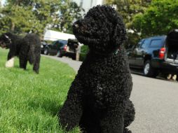 'Sunny', una hembra de 4 años, fue bautizada así por 'su temperamento radiante'. AFP / L. Kossoff