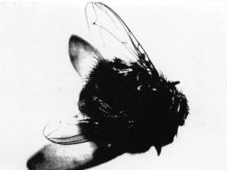 Si no existieran las moscas padeceríamos muchas enfermedades, pero sobre todo un desequilibrio ambiental. EL INFORMADOR / ARCHIVO