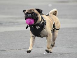 Adquiere un collar, de preferencia con cascabel para evitar accidentes. EL INFORMADOR / ARCHIVO