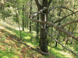 El nuevo Refugio de Vida Silvestre incluye muestras representativas de los diversos ecosistemas de humedales. EL INFORMADOR / ARCHIVO